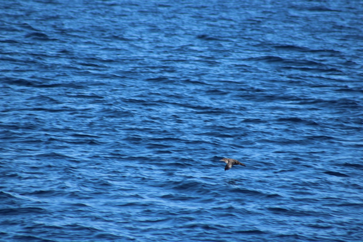 Sooty Shearwater - ML638373995