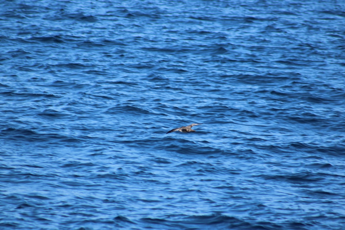 Sooty Shearwater - ML638373996