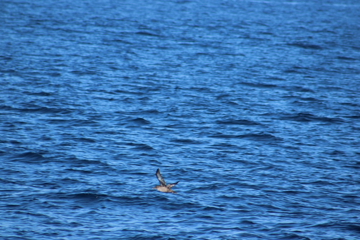 Sooty Shearwater - ML638373997