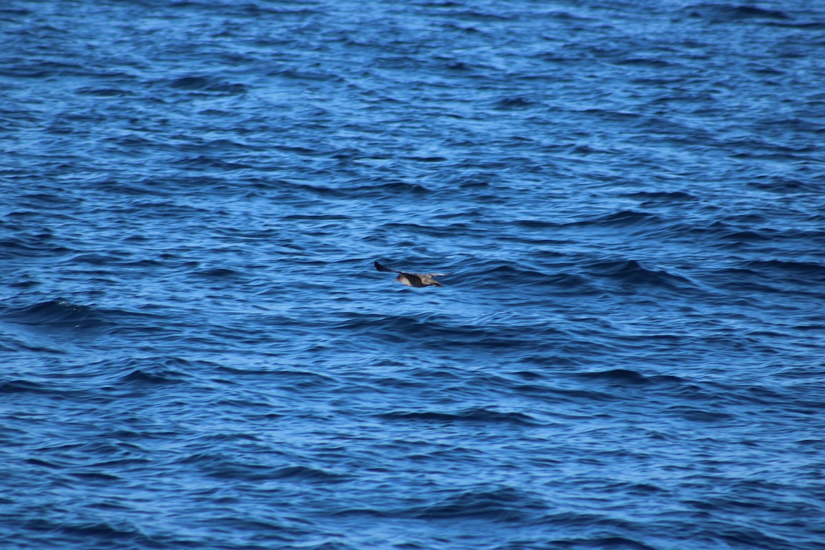 Sooty Shearwater - ML638373998