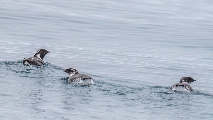 Ancient Murrelet - ML638374030
