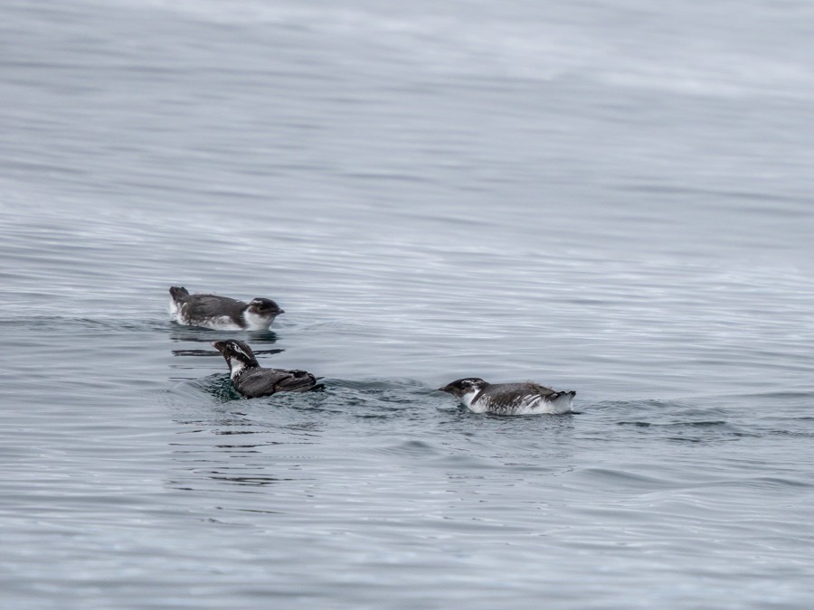 Ancient Murrelet - ML638374031