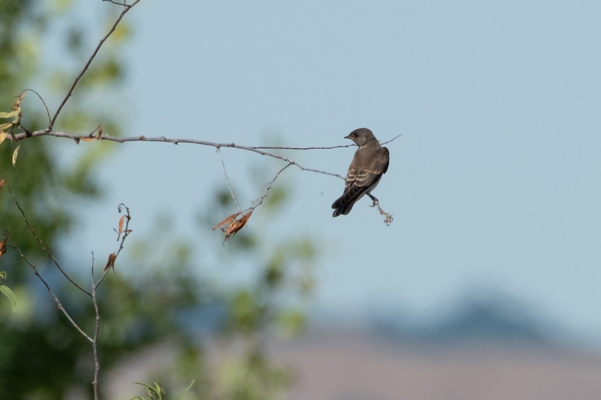 Northern Rough-winged Swallow - ML638374057