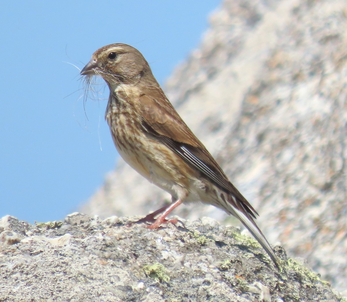 Eurasian Linnet - ML638374059