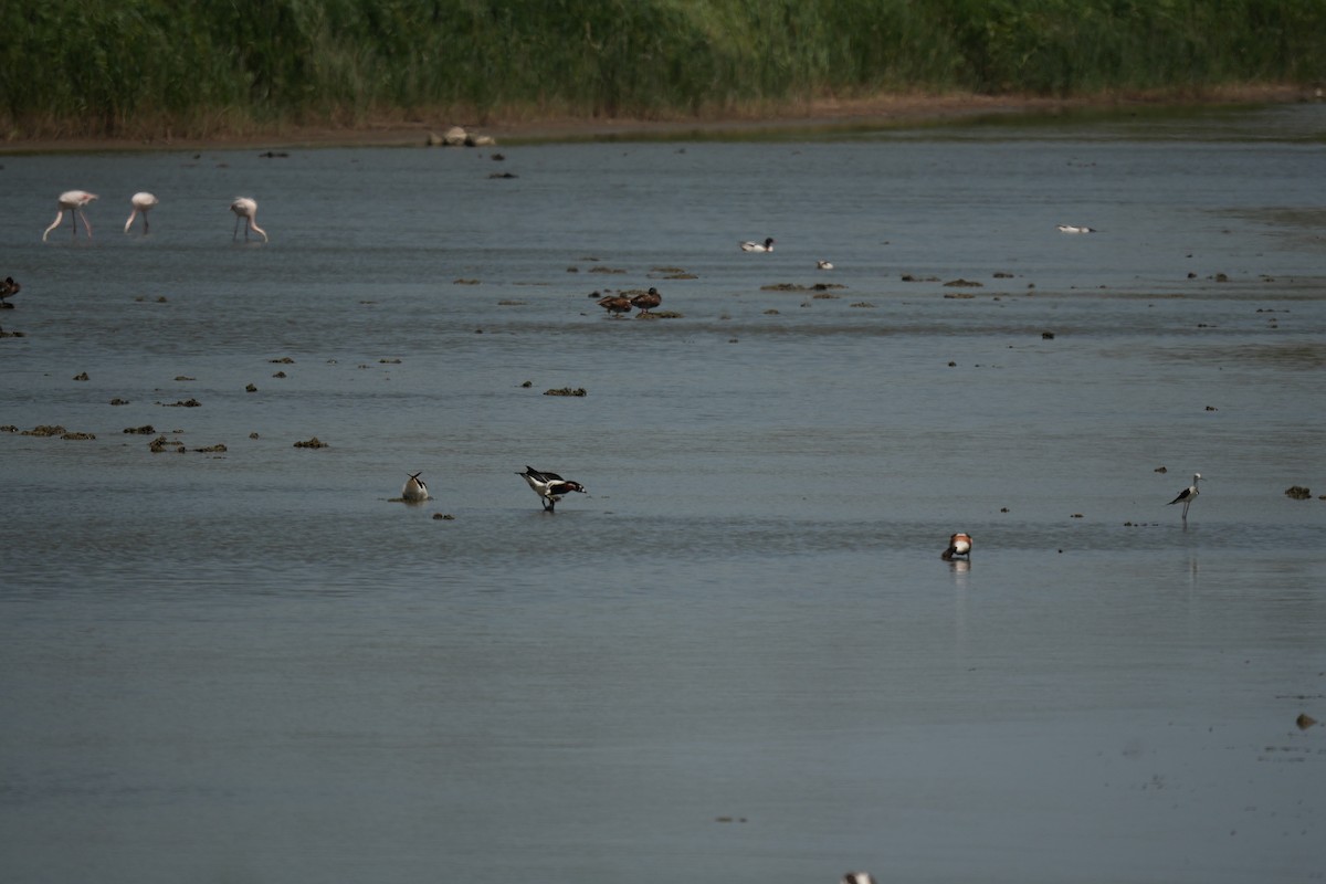 Red-breasted Goose - ML638374137