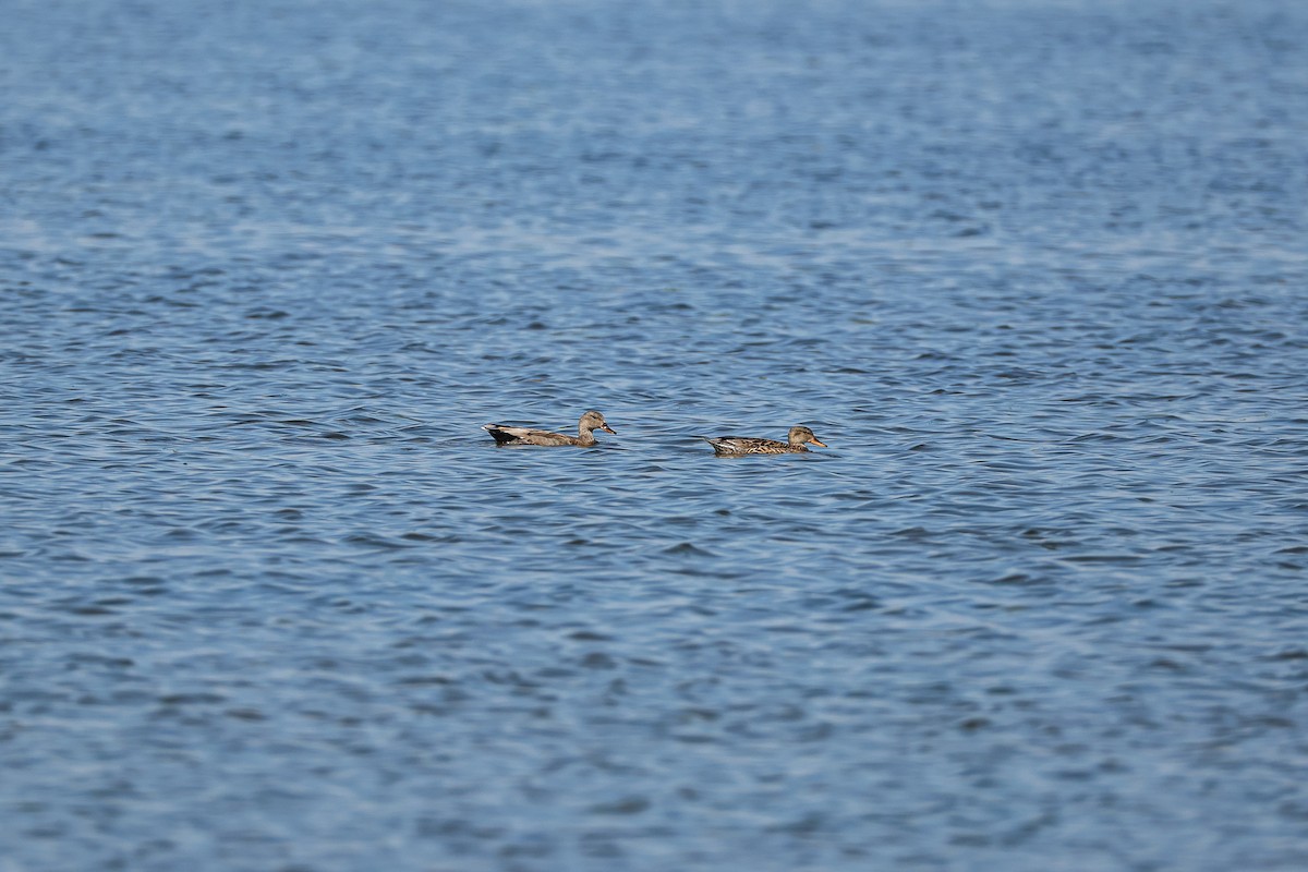 Gadwall - ML638374146