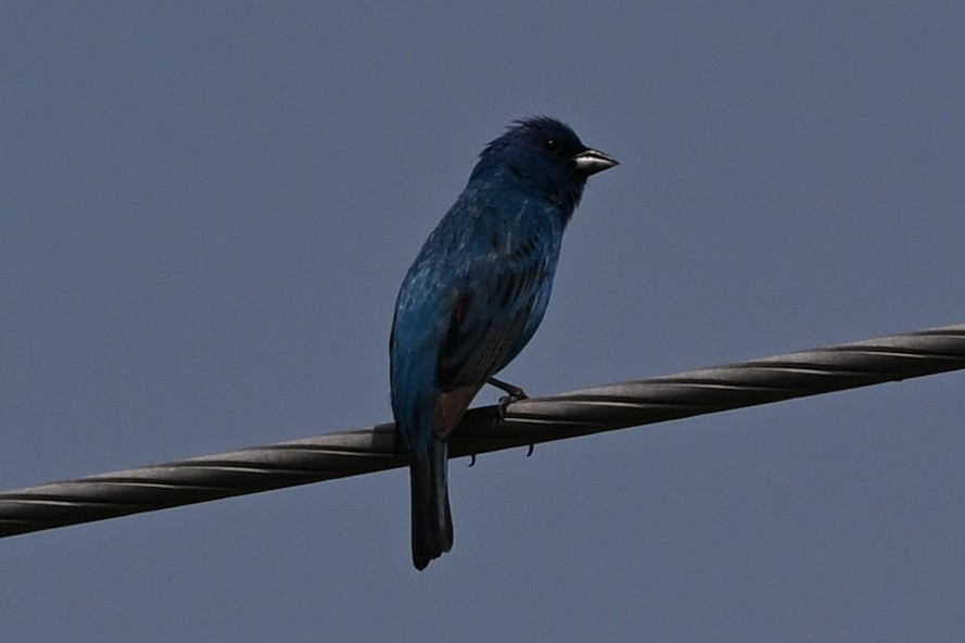 Indigo Bunting - ML638374174