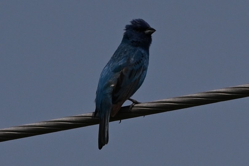 Indigo Bunting - ML638374183