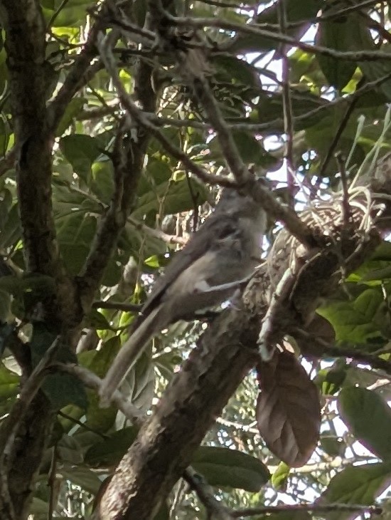 Tufted Titmouse - ML638374193