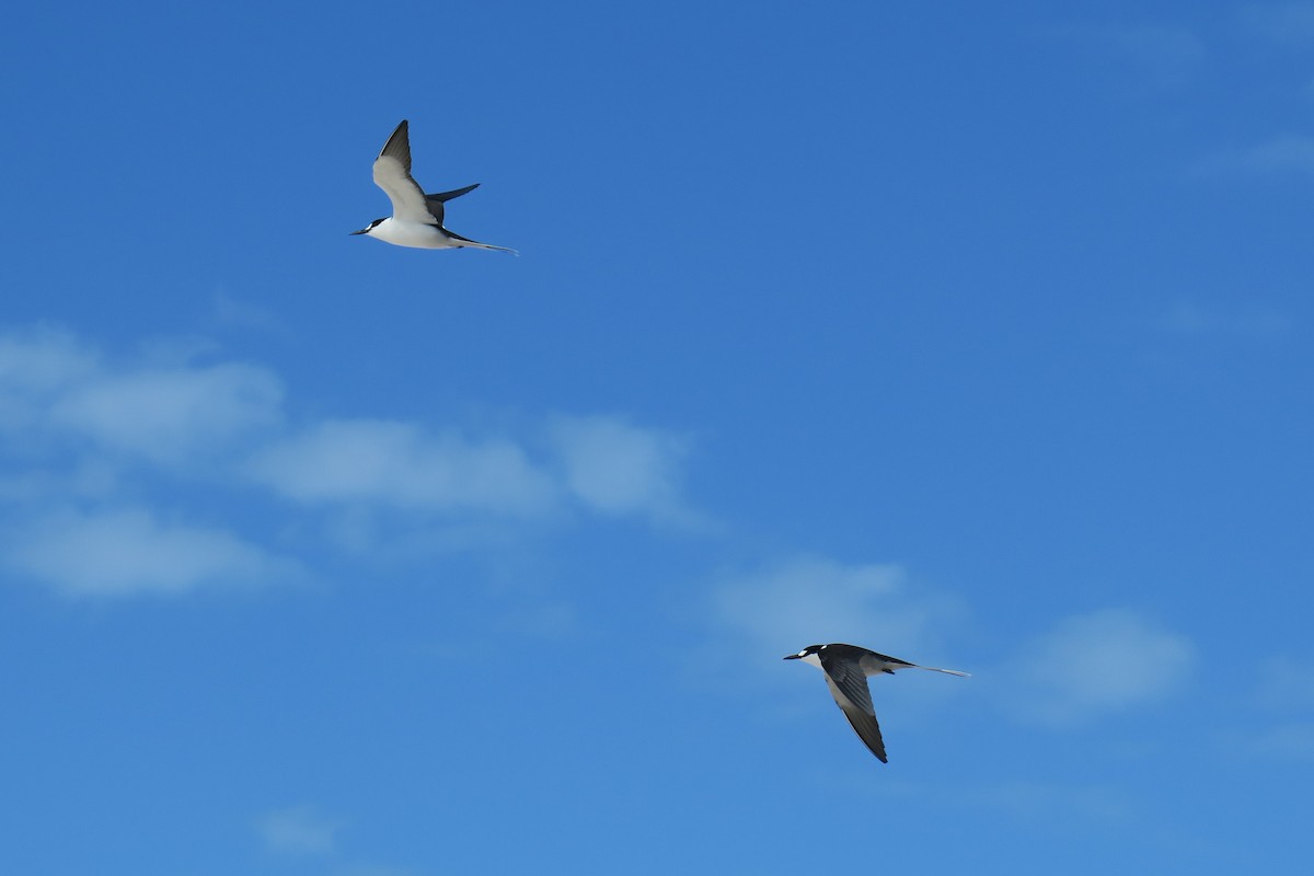 Sooty Tern - ML638374198