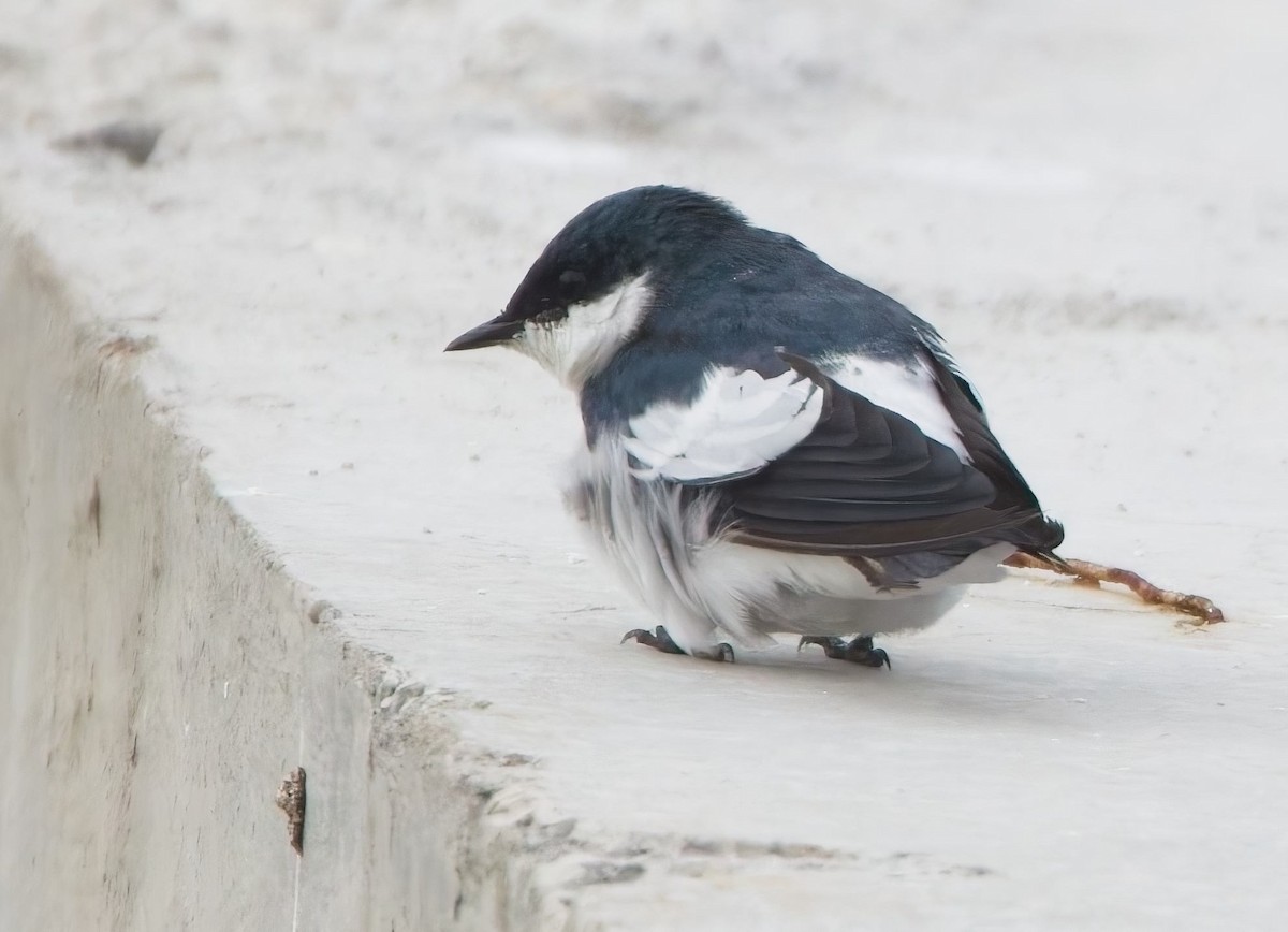 White-winged Swallow - ML638374228