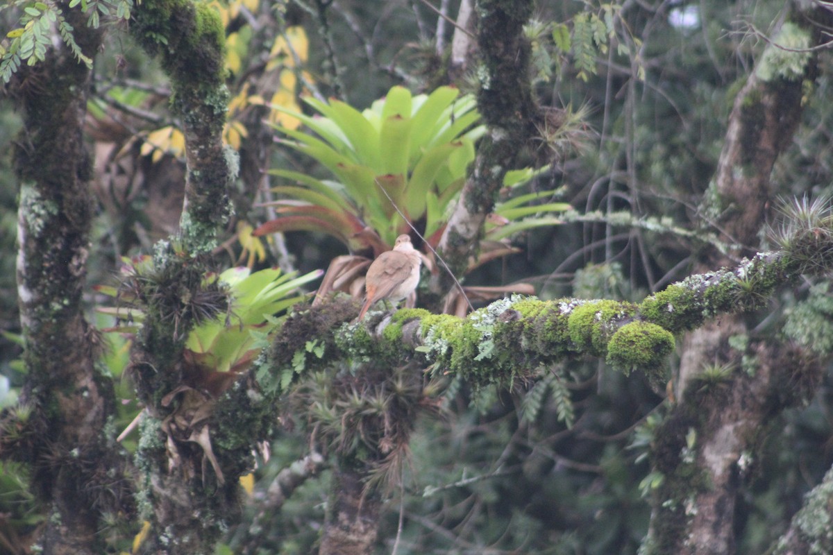 Rufous Hornero - ML638374281