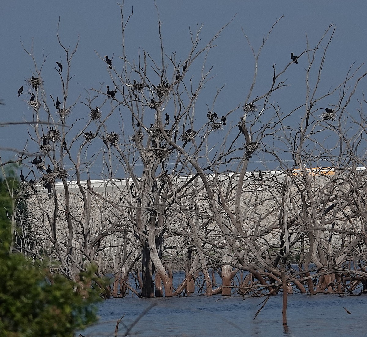 Double-crested Cormorant - ML638374304