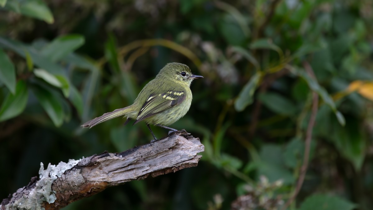 Restinga Tyrannulet - ML638374310