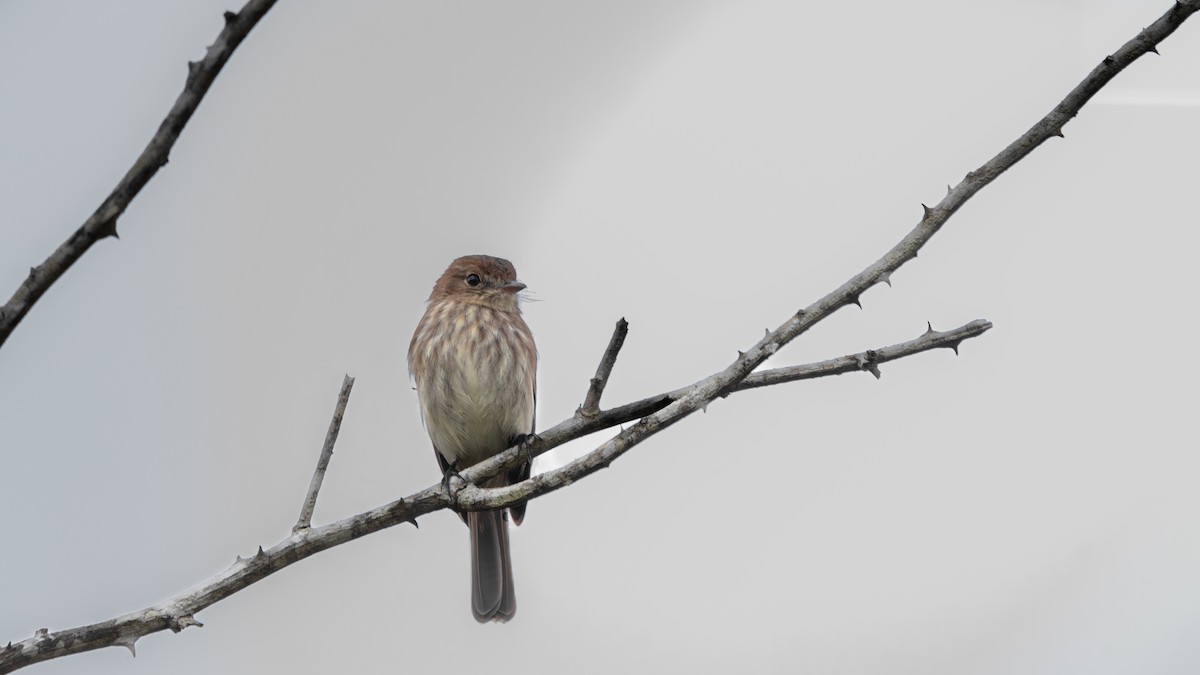Bran-colored Flycatcher - ML638374316