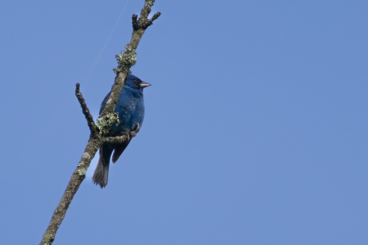 Indigo Bunting - ML638374356