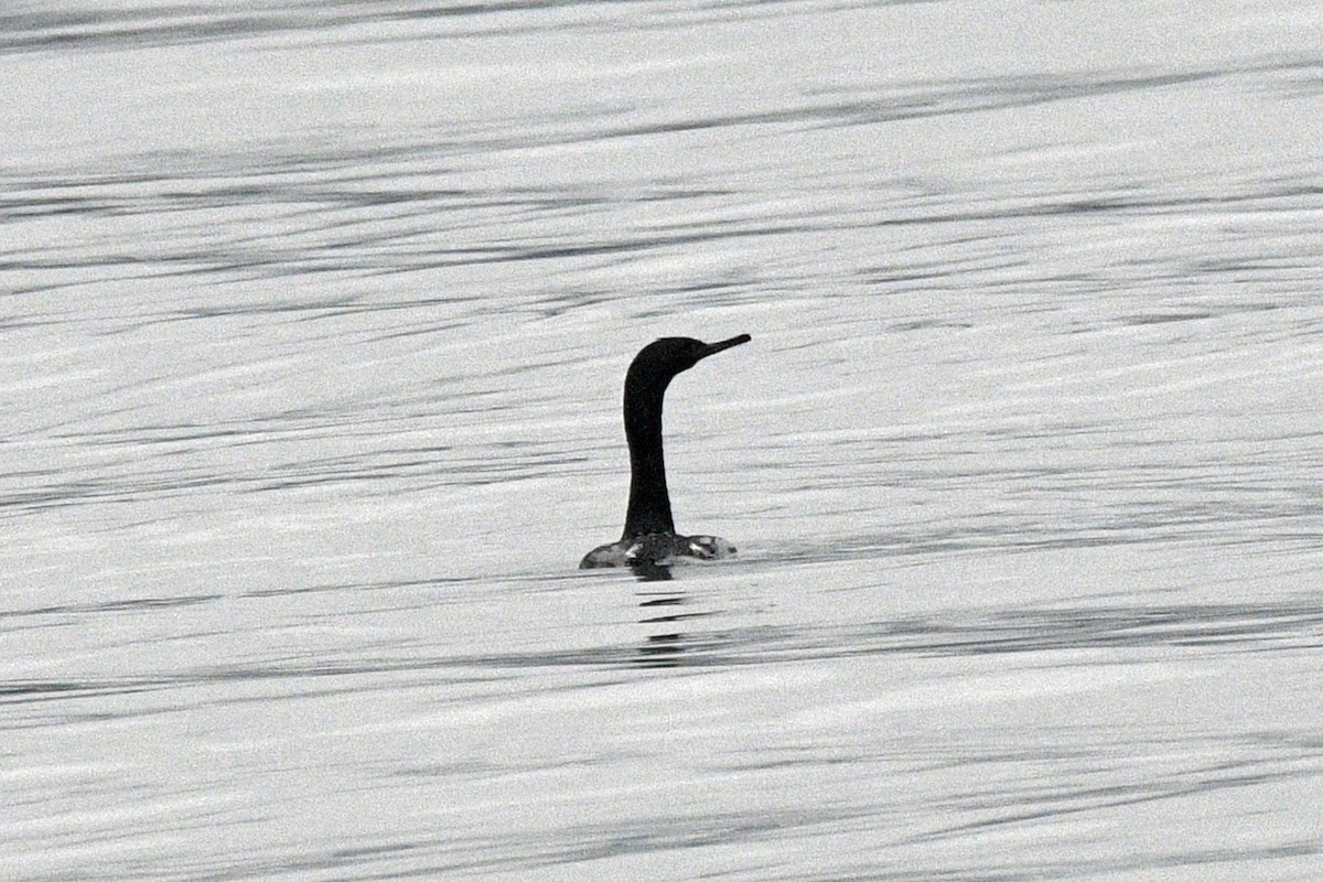 Pelagic Cormorant - ML638374380