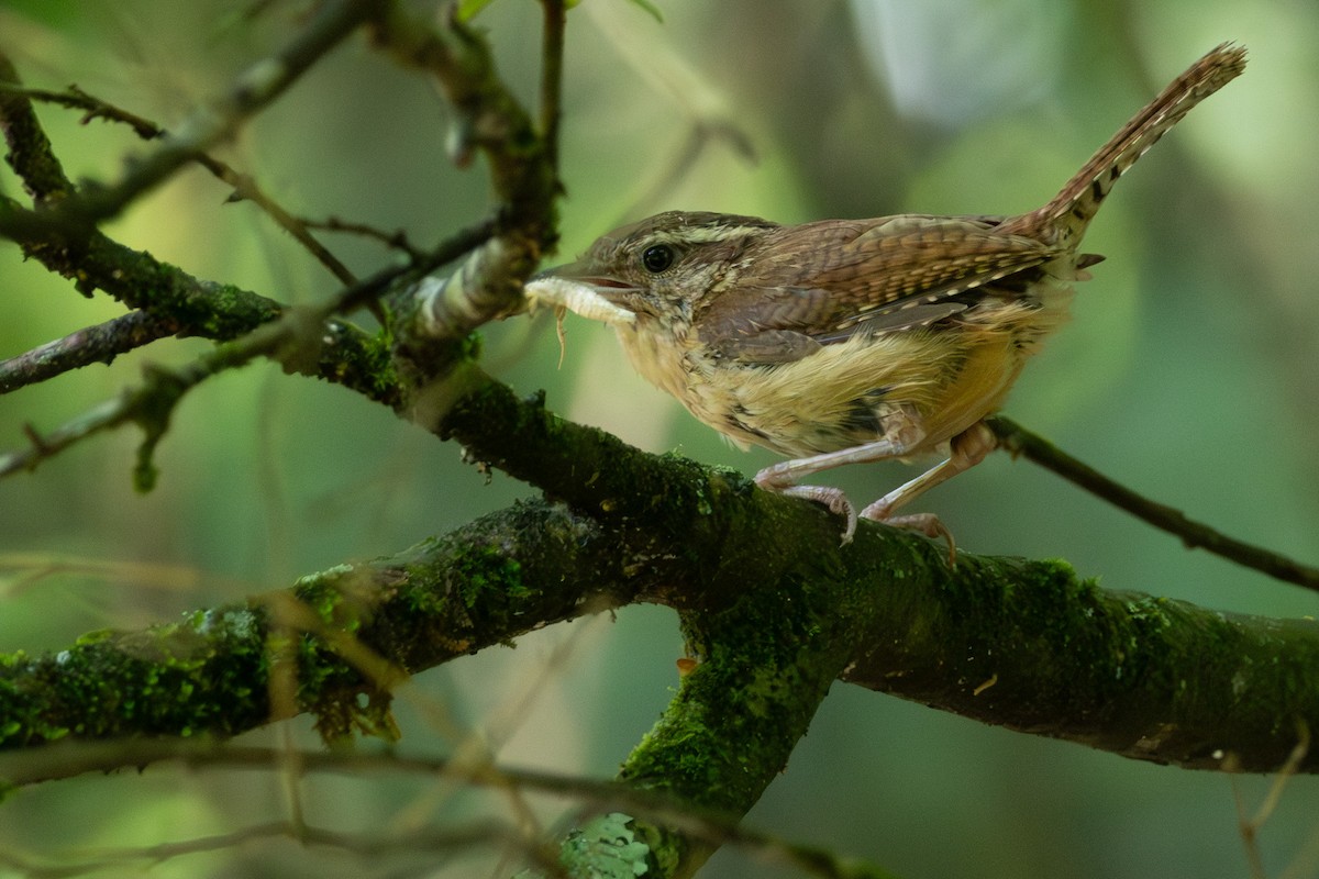 Carolina Wren - ML638374403