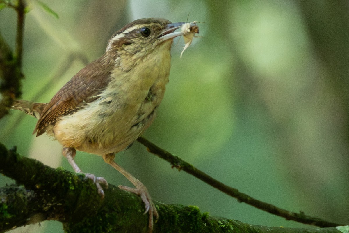 Carolina Wren - ML638374404