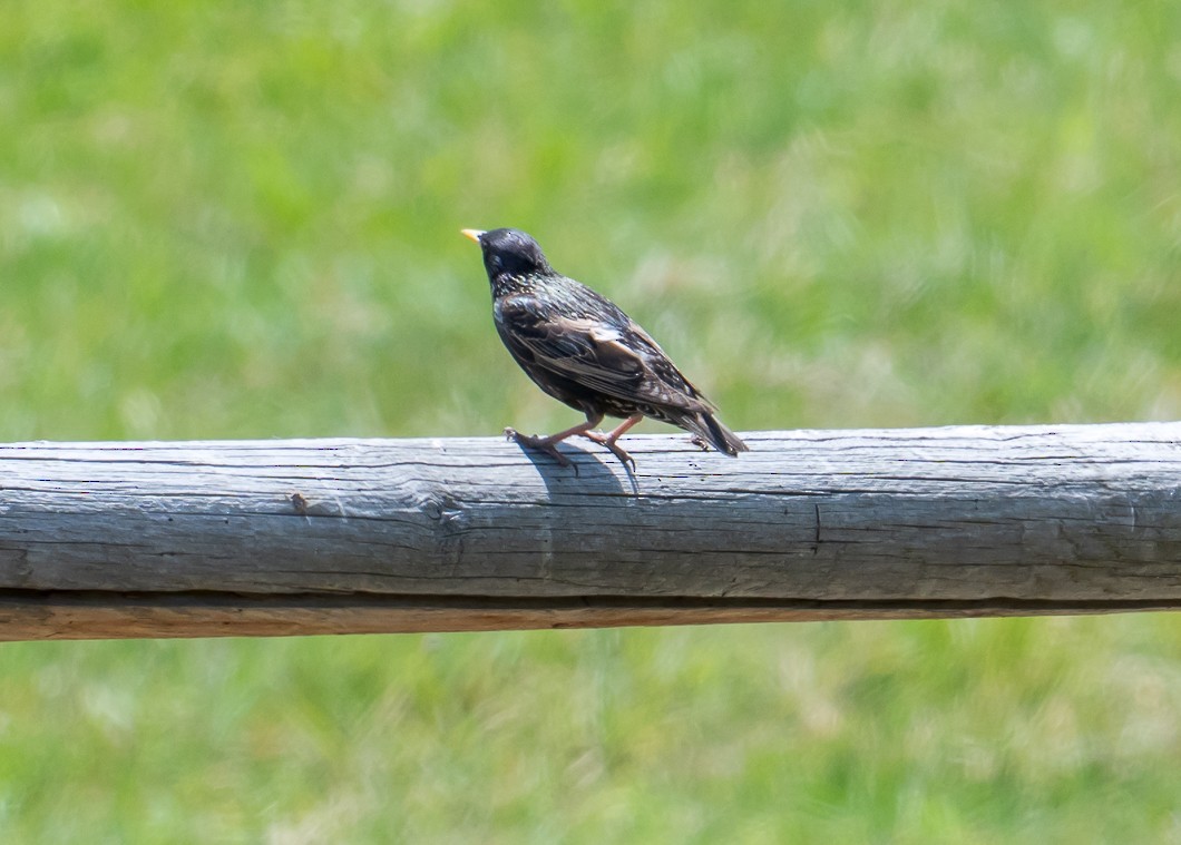 European Starling - ML638374407