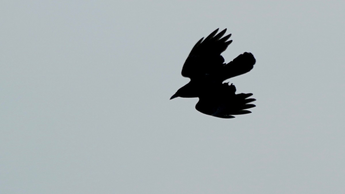 Fish Crow - ML638374441