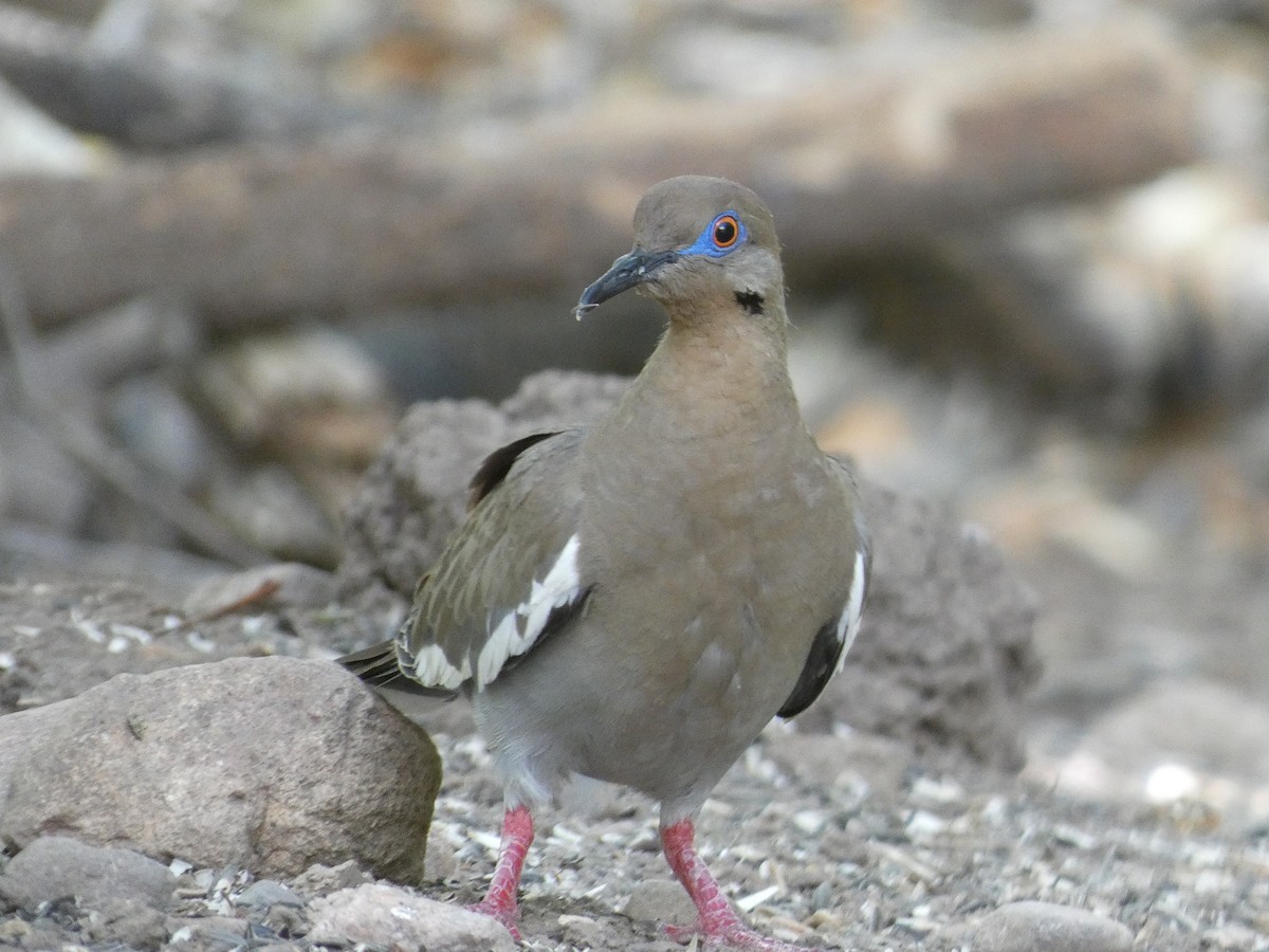 White-winged Dove - ML638374443