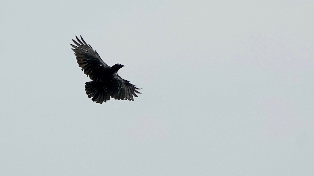 Fish Crow - ML638374448