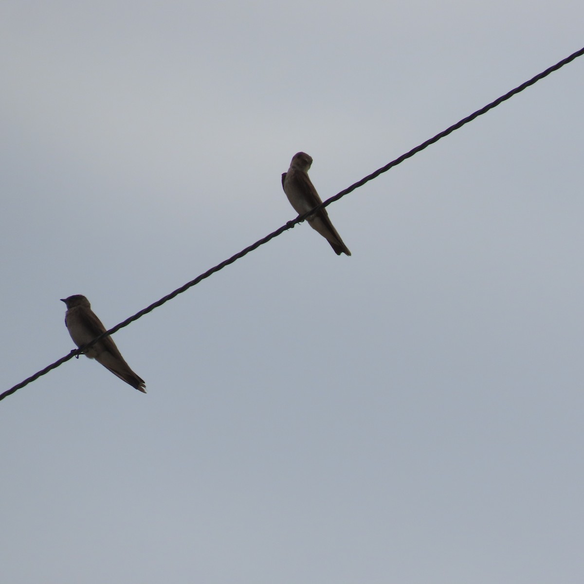 Northern Rough-winged Swallow - ML638374454