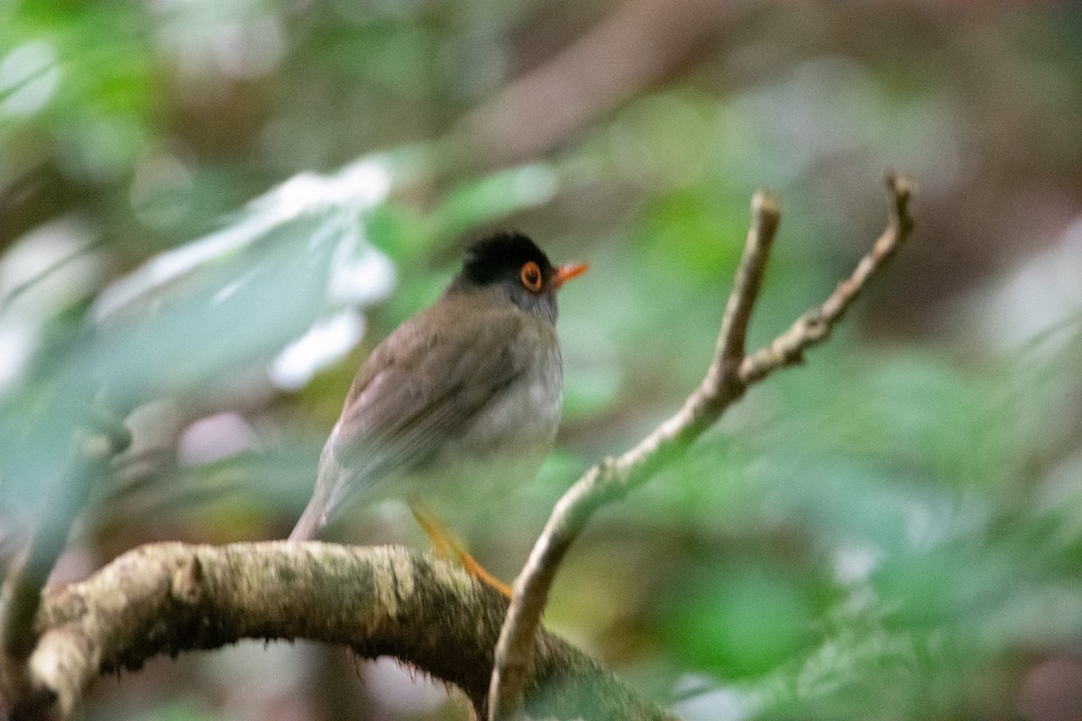 Black-headed Nightingale-Thrush - ML638374479