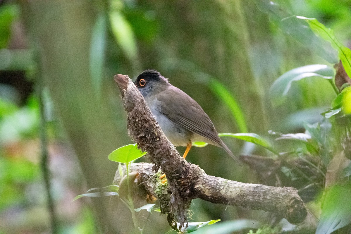 Black-headed Nightingale-Thrush - ML638374480