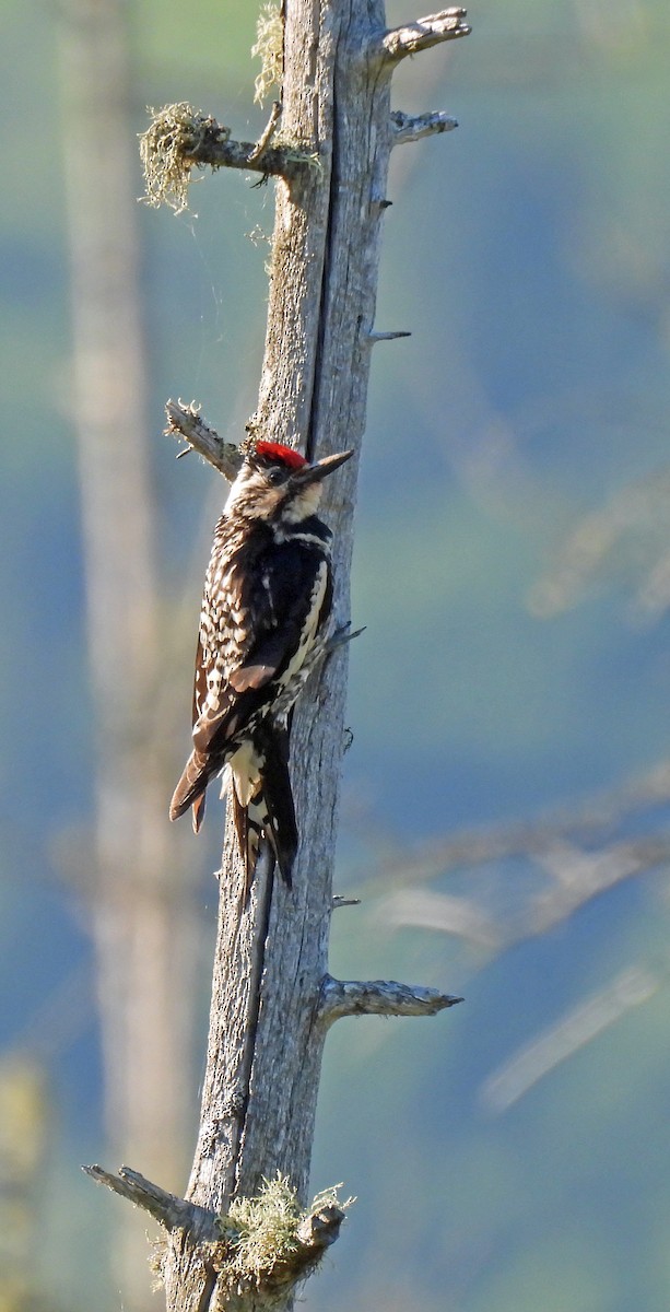 Yellow-bellied Sapsucker - ML638374499