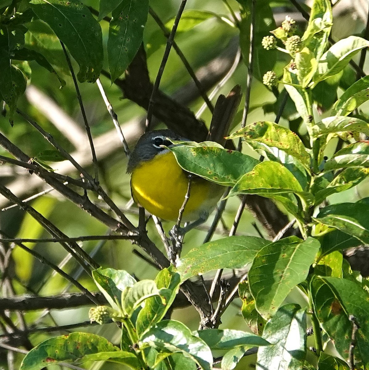 Yellow-breasted Chat - ML638374518