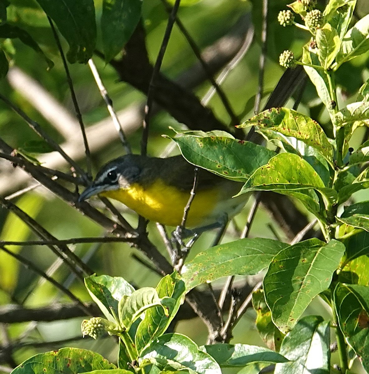 Yellow-breasted Chat - ML638374521