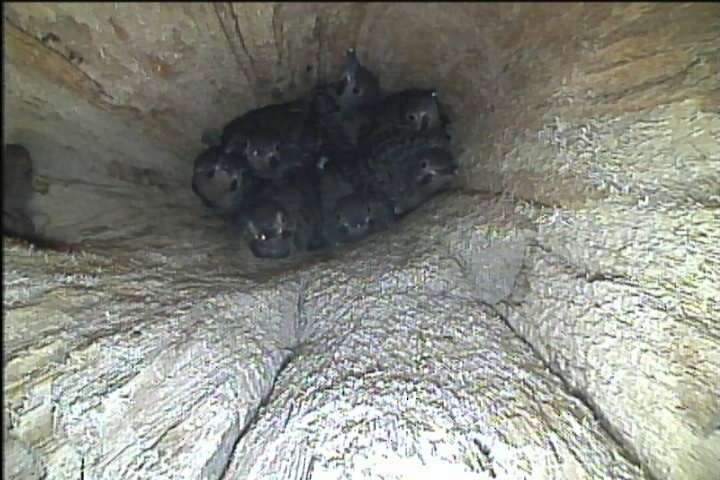 Northern Flicker - ML638374526