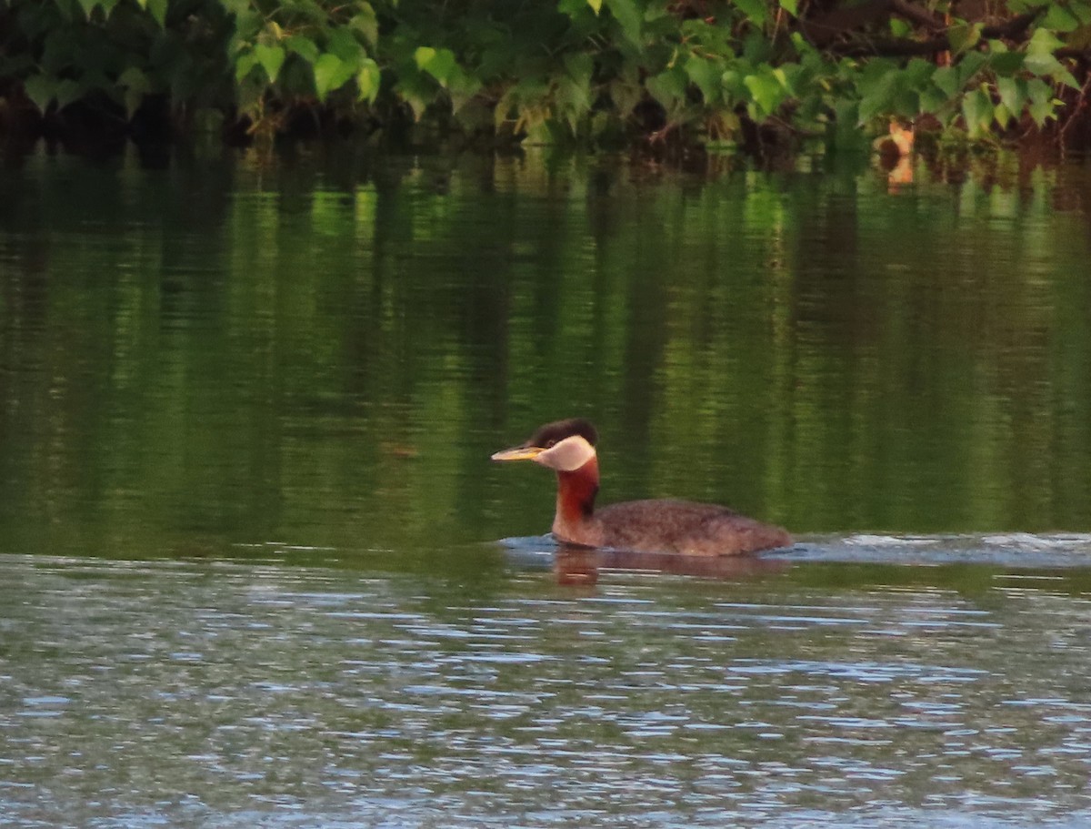 Red-necked Grebe - ML638374539