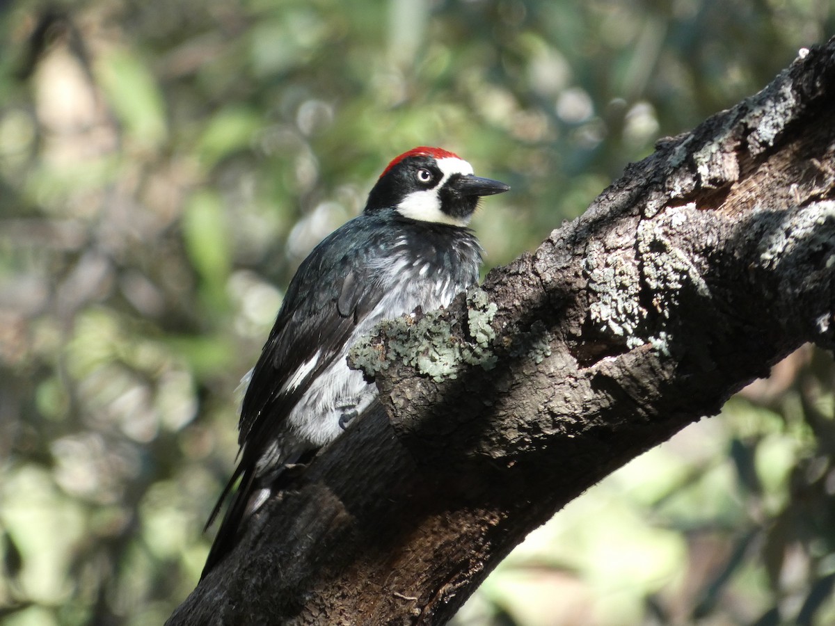 Acorn Woodpecker - ML638374540