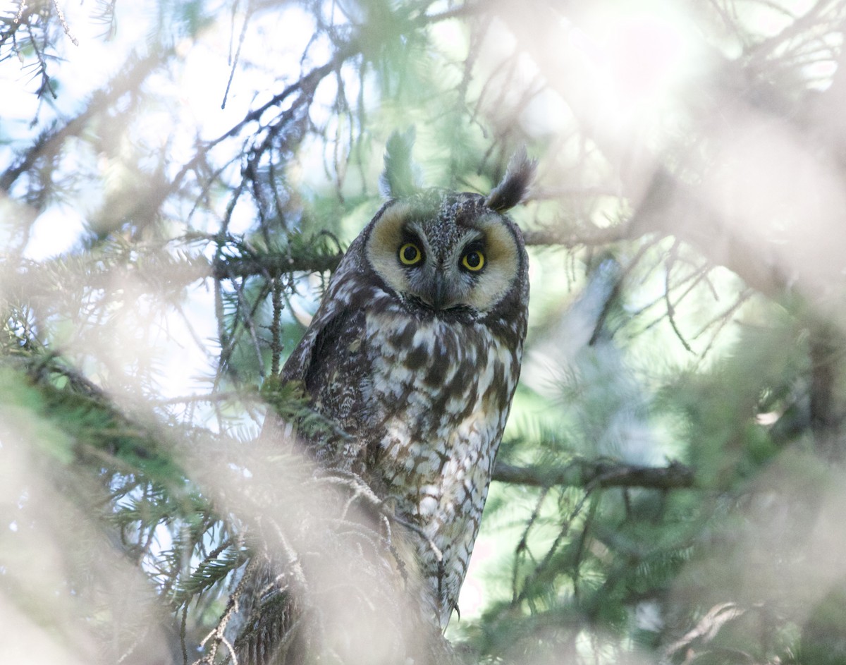 Long-eared Owl - ML638374548