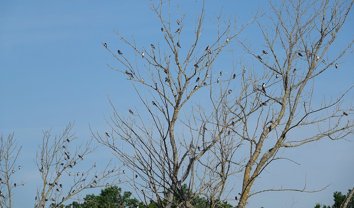 Tree Swallow - ML638374549