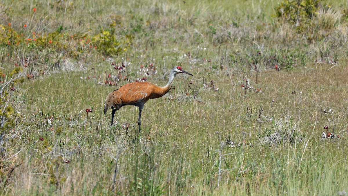 Sandhill Crane - ML638374552