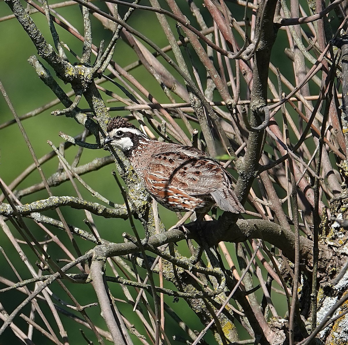 Northern Bobwhite - ML638374566