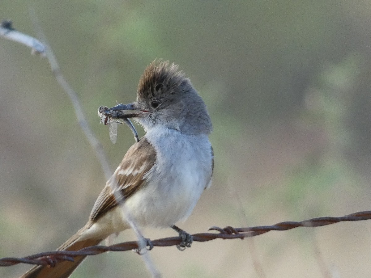 Ash-throated Flycatcher - ML638374568