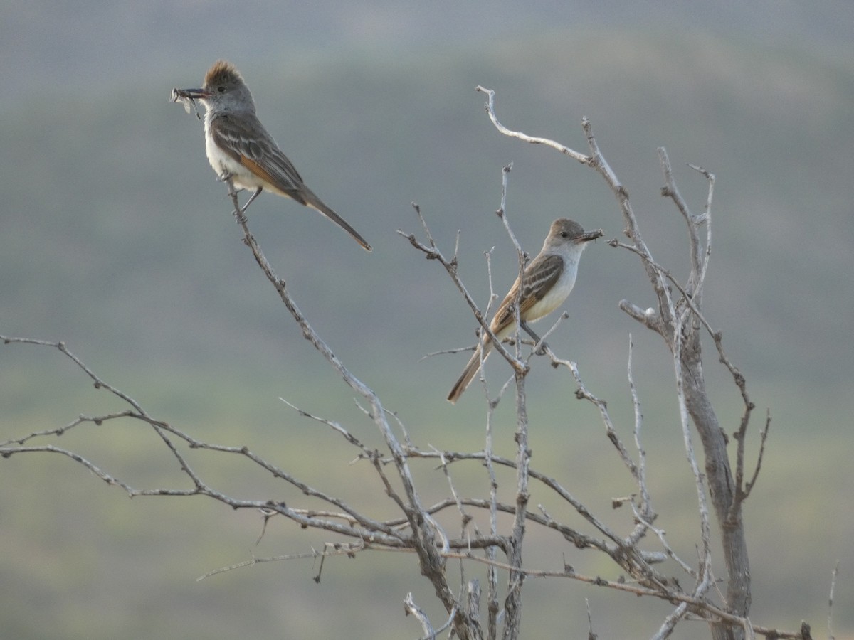 Ash-throated Flycatcher - ML638374569