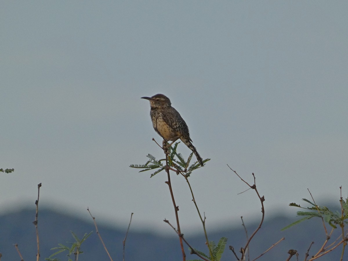 Cactus Wren - ML638374574
