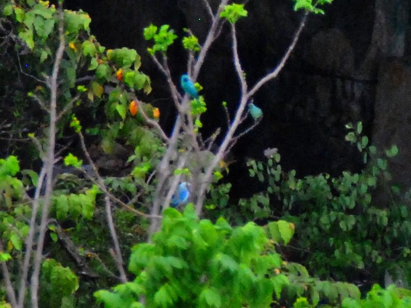 Swallow Tanager - ML638374578