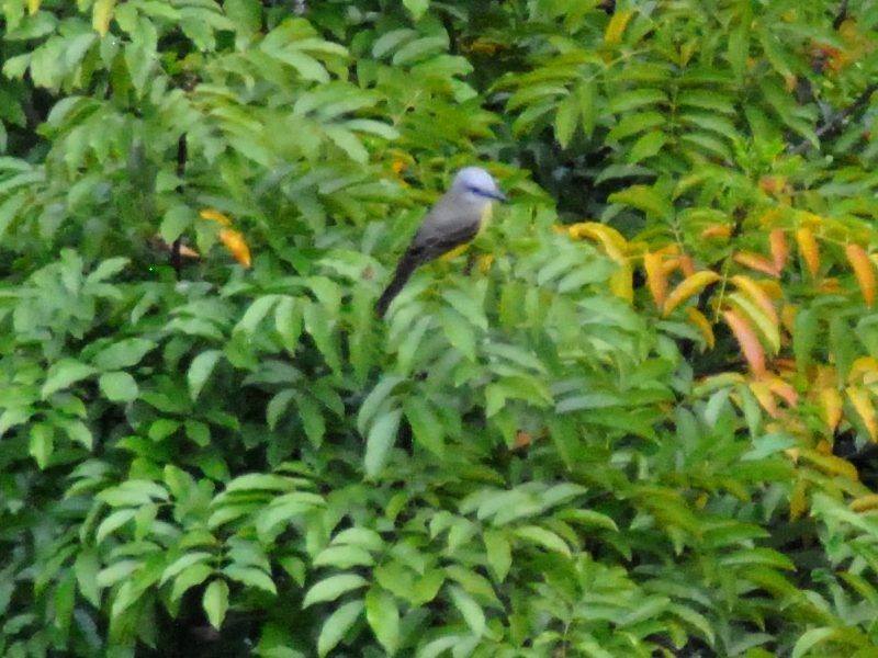 Tropical Kingbird - ML638374580