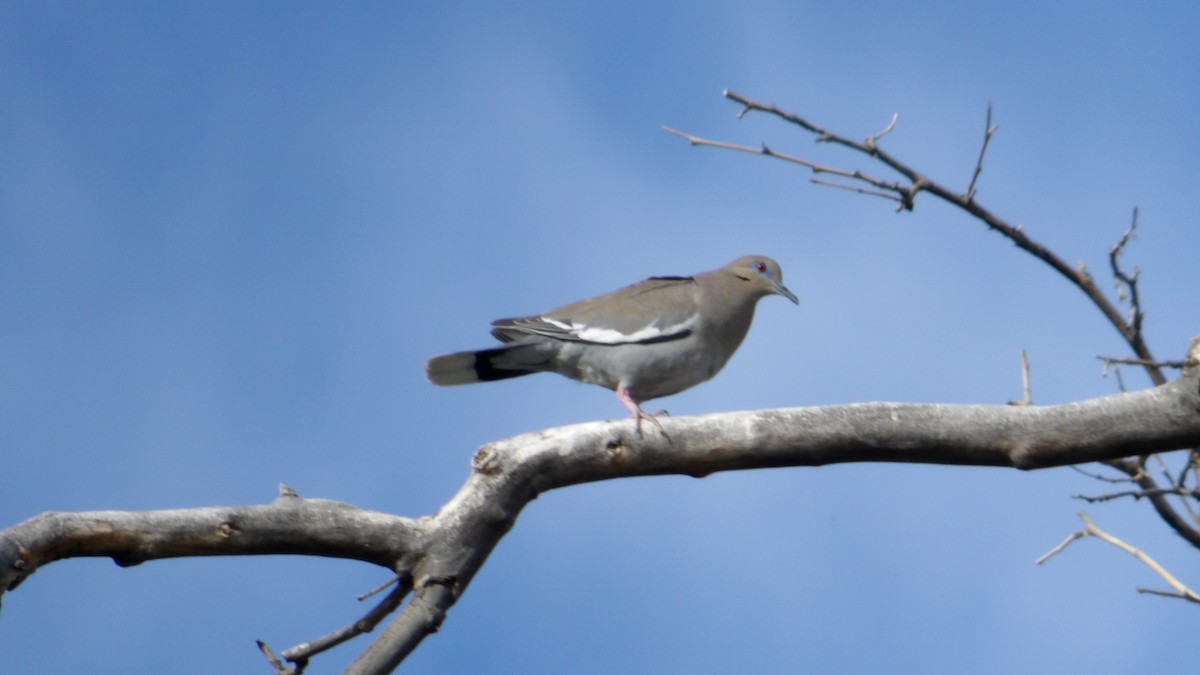 White-winged Dove - ML638374593