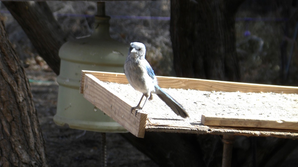 Woodhouse's Scrub-Jay - ML638374619