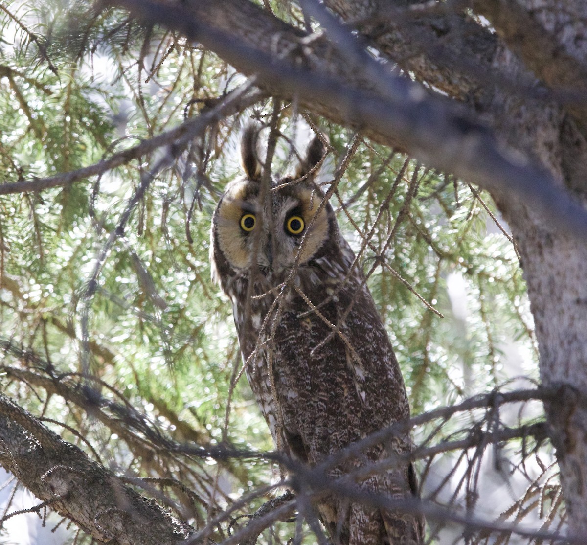 Long-eared Owl - ML638374630