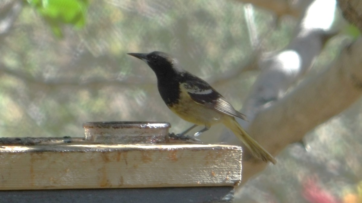 Scott's Oriole - ML638374660