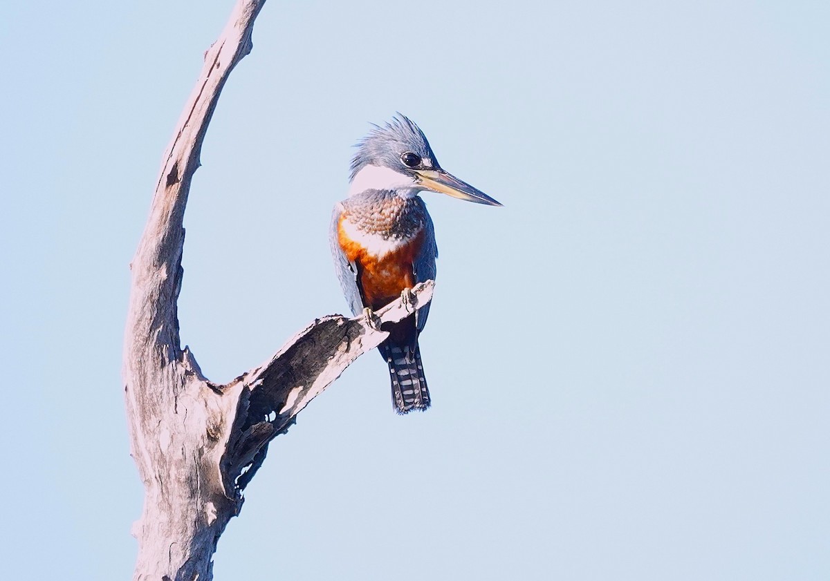 Ringed Kingfisher - ML638374675